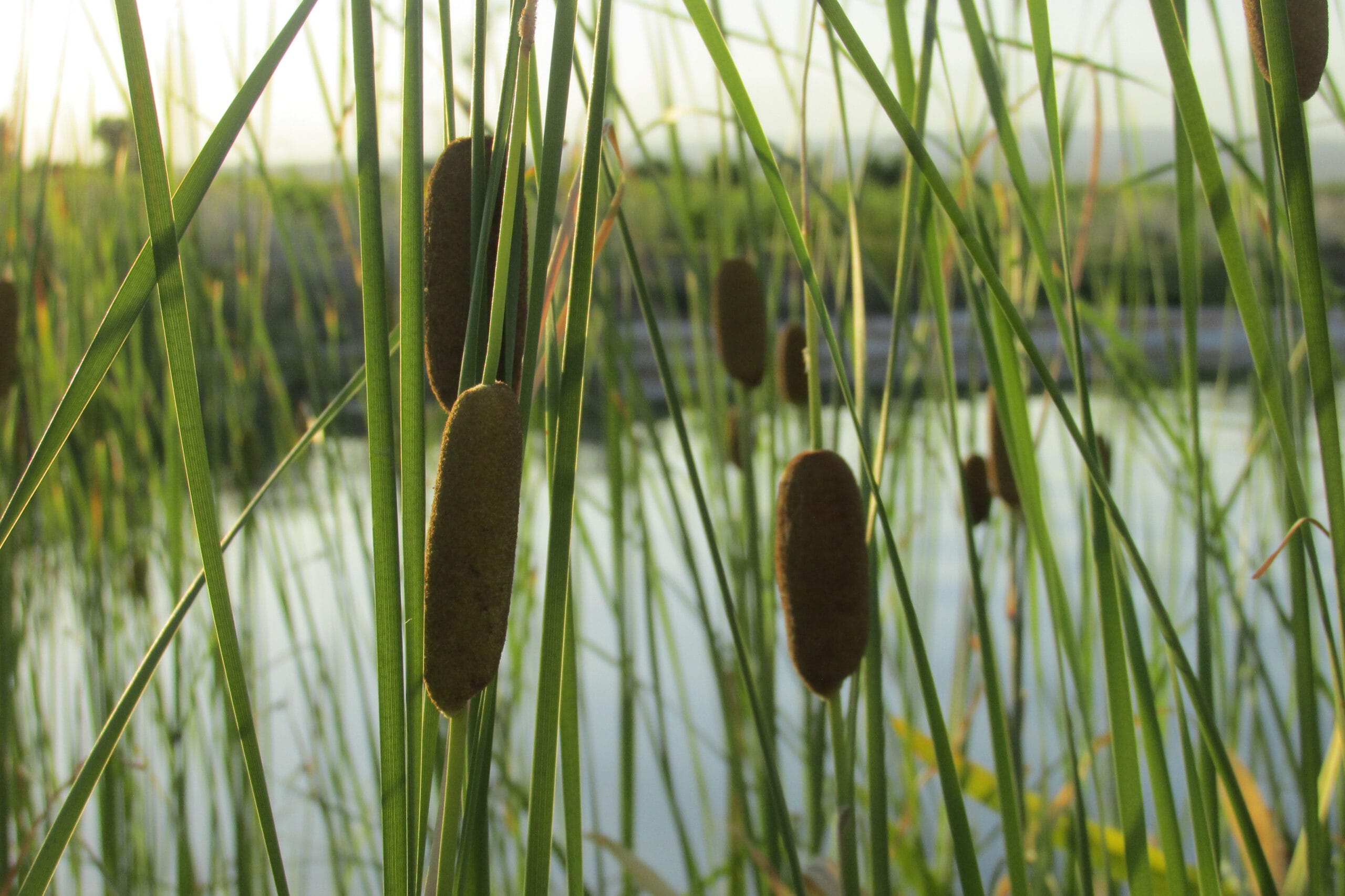 Biopiscinas